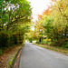Autumn colours looking down Maker Lane above Nicholl's Covert