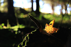Im Herbst Gegenlicht (© Pipo63)
