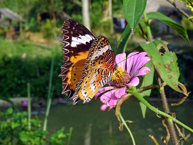 Cethosia,Lacewingbutterfly