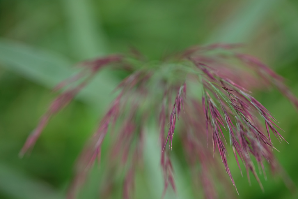 DSCF9168