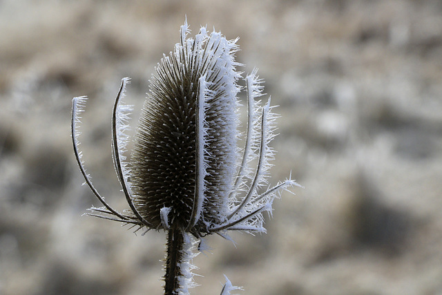 Teasel