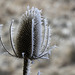 Teasel