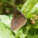 ButterflyIMG 5485