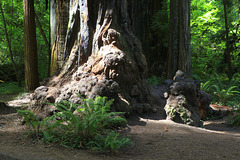 Redwood Burls