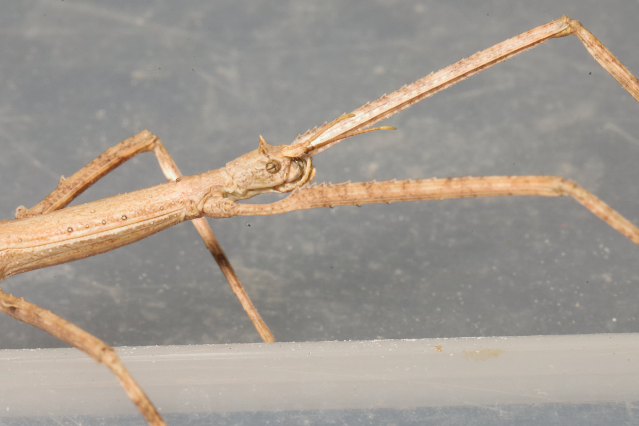 IMG 4308Stickinsect