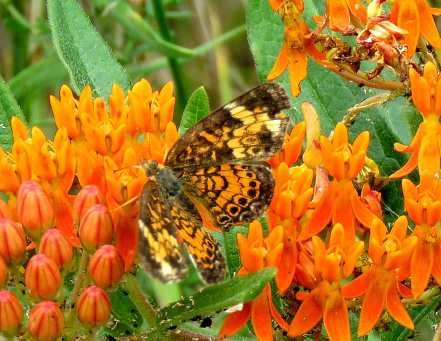 Silvery Checkerspot