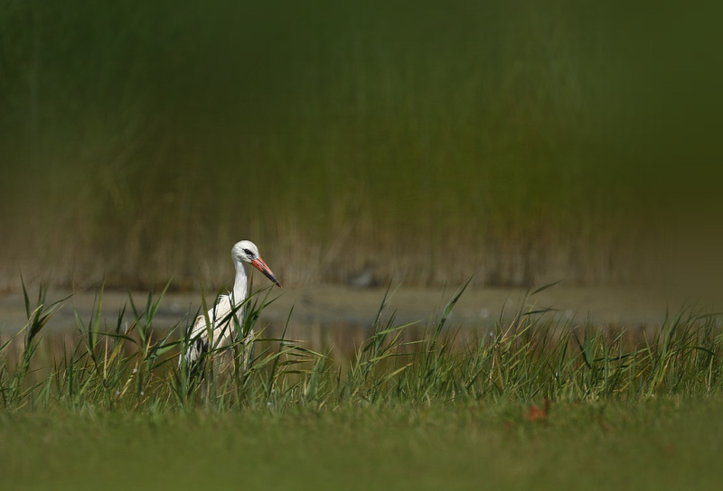 Cigogne des marais