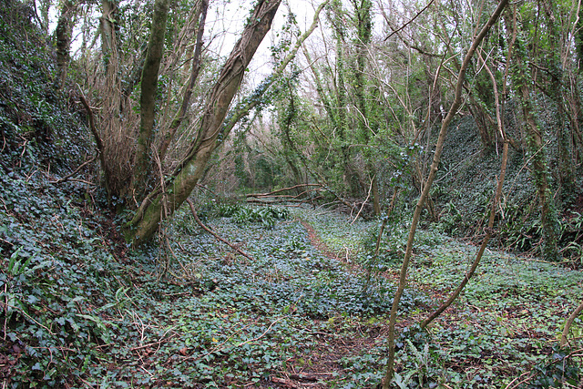 Railway Cutting