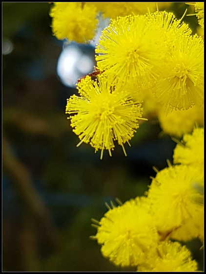 #46 Acacia dealbata - 'The color is Yellow'