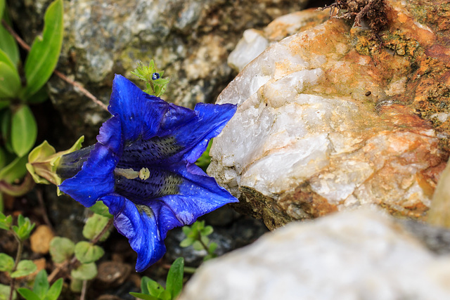 In meinem Garten - die Farben des Sommers