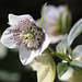 Hellebore