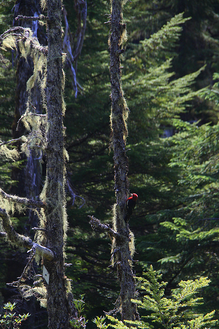 Tongass National Forest