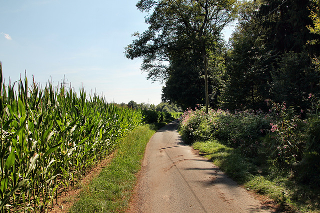 Kippheide (Dorsten) / 20.07.2024