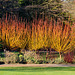 RHS Harlow Carr, Harrogate (2 of 2)