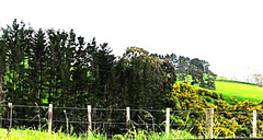 Farm fence.