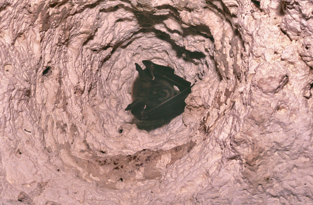 Horseshoe Bat Horseshoe Bat