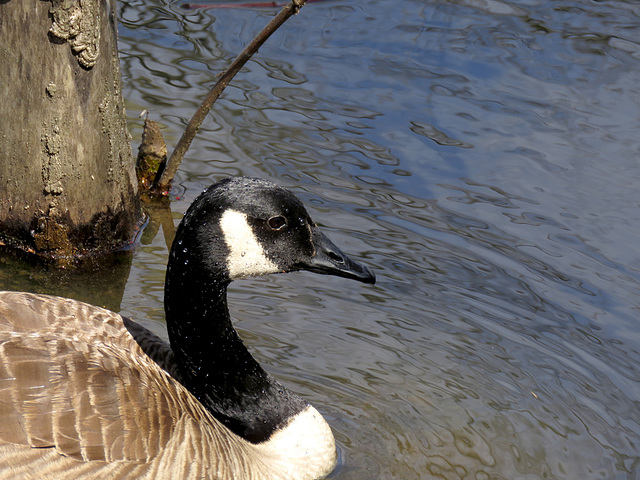 Canada Goose