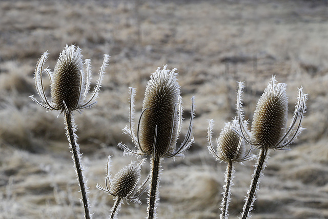 Teasels