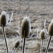 Teasels