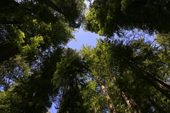 Redwoods