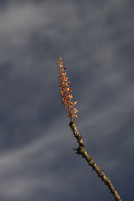 Ocotillo Buds