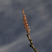 Ocotillo Buds