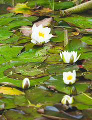 Pond Waterlilies in bloom