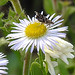 20210831 2784CPw [D~LIP] Berufkraut (Erigeron annuus), Brennnessel-Spreizflügelfalter (Anthophila fabriciana), UWZ, Bad Salzuflen