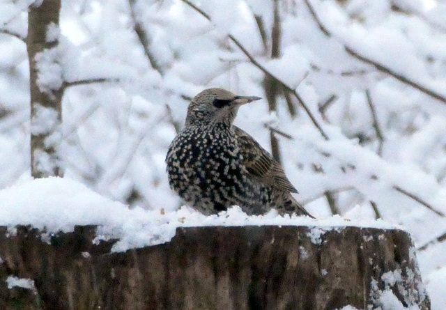 Star im Winterkleid