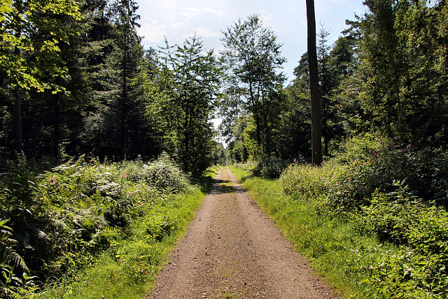 Weg im Lembecker Wald (Dorsten) / 20.07.2024