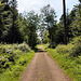 Weg im Lembecker Wald (Dorsten) / 20.07.2024