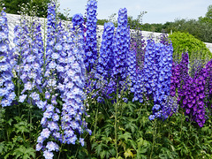 Delphinium