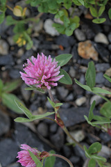 Trifolium pratense (1)