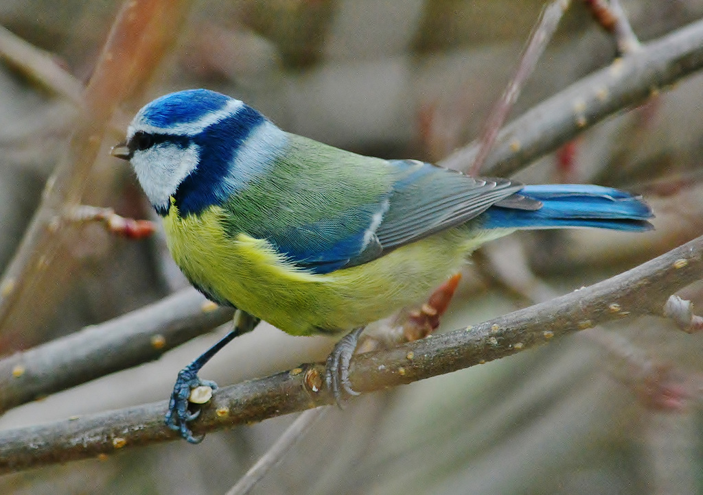 Blue Tit