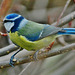 Blue Tit