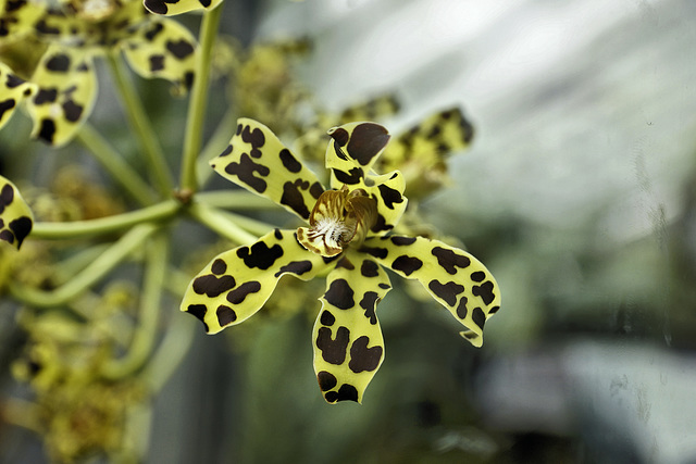 Bell Orchid – Orchid House, Princess of Wales Conservatory, Kew Gardens, Richmond upon Thames, London, England