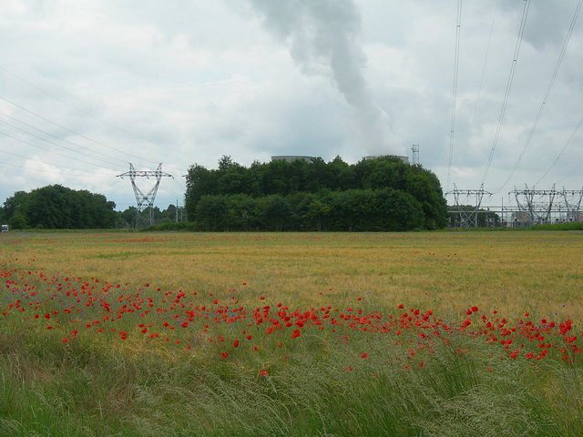 L'atome attire les coquelicots. (1)