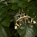 Oleanderschwärmer (Nachtfalter)