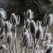 Teasels