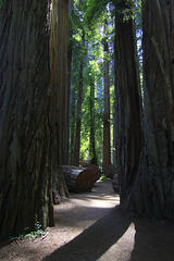 Redwoods