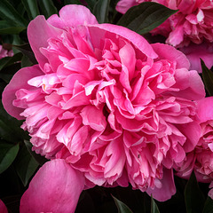 Dark pink peony.