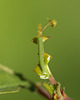Brimstone (Gonepteryx rhamni) caterpillar