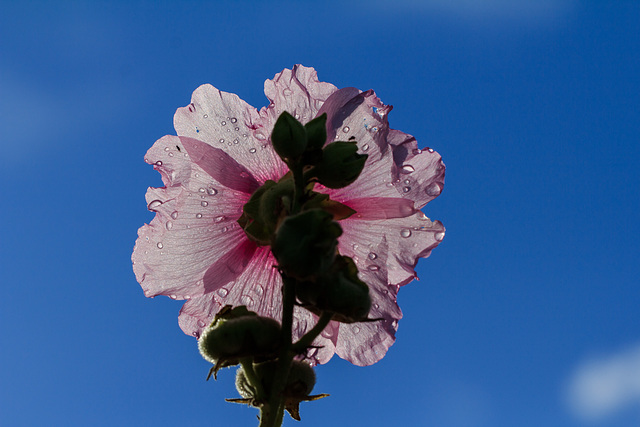 In meinem Garten - die Farben des Sommers