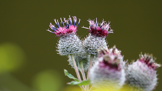 Velcro en fleur :-))