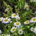 20210831 2785CPw [D~LIP] Berufkraut (Erigeron annuus), Brennnessel-Spreizflügelfalter (Anthophila fabriciana), UWZ, Bad Salzuflen