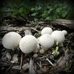 Boules de neige givrées