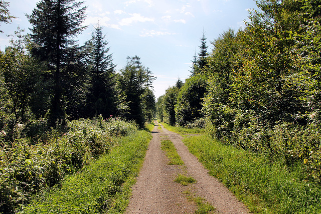 Weg im Lembecker Wald (Dorsten) / 20.07.2024