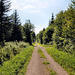 Weg im Lembecker Wald (Dorsten) / 20.07.2024