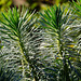 Dewy euphorbia