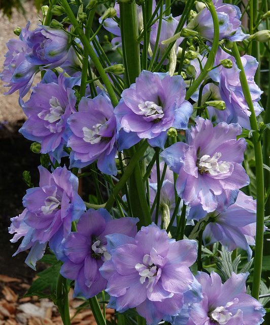 Delphinium